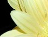 Аннет Valtera фотография #10 (источник - https://vk.com/id20125747)