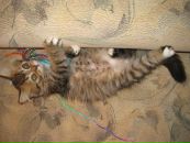 Анастасия Демир фотография #28 (источник - https://vk.com/id1973659)