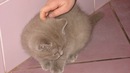 Дживс :) фотография #4 (источник - https://vk.com/id143787375)