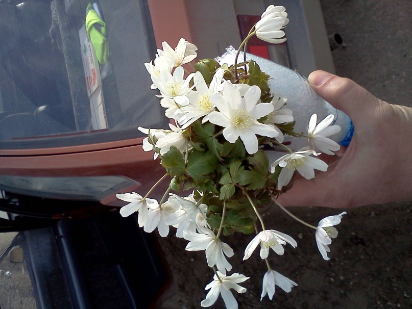 Иван Баянкин фотография #31