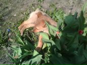 Тимка __ фотография #15 (источник - https://vk.com/id147852110)