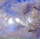 Галя Зінчук фотография #6 (источник - https://vk.com/id66067971)