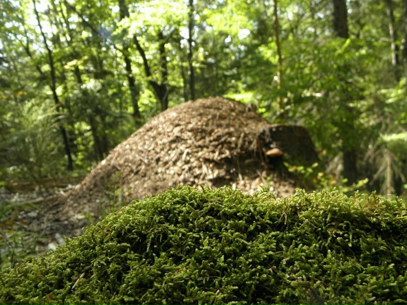 Вова Девда фото №40