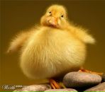 Фотография Николаева Олега