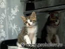 Фотография Шишкина Олега