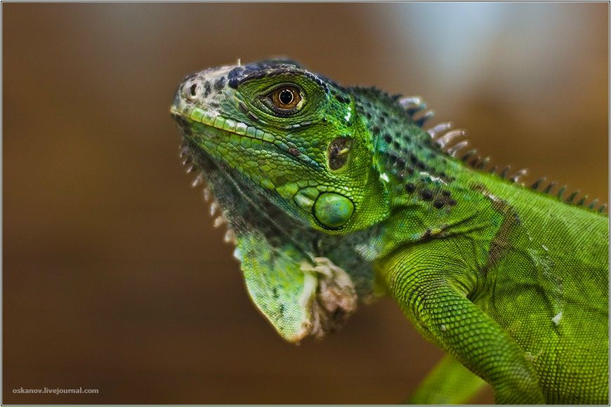 Денис Корнев фотография #15