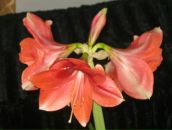 Іван Скорик фотография #18 (источник - https://vk.com/id39590954)