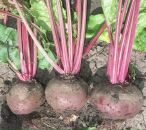 Фотография Лукина Дениса