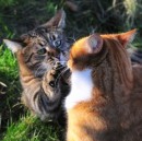 Сергій Гук фотография #46 (источник - https://vk.com/id74745766)