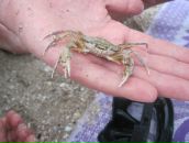 Лідія Ганібал фотография #17 (источник - https://vk.com/id71517154)