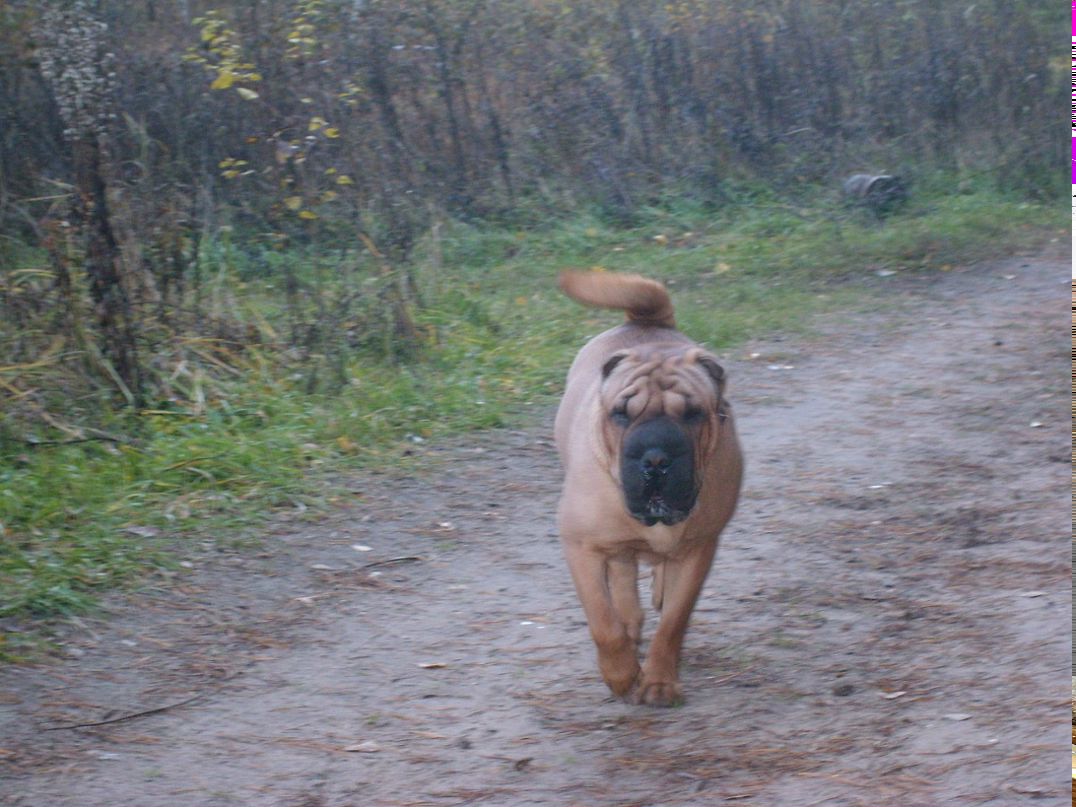 Гриша Дорощенко фотография #31