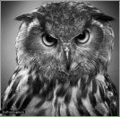 Фотография Мациновича Сергея