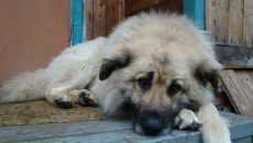 Фотография Коробейникова Серёги