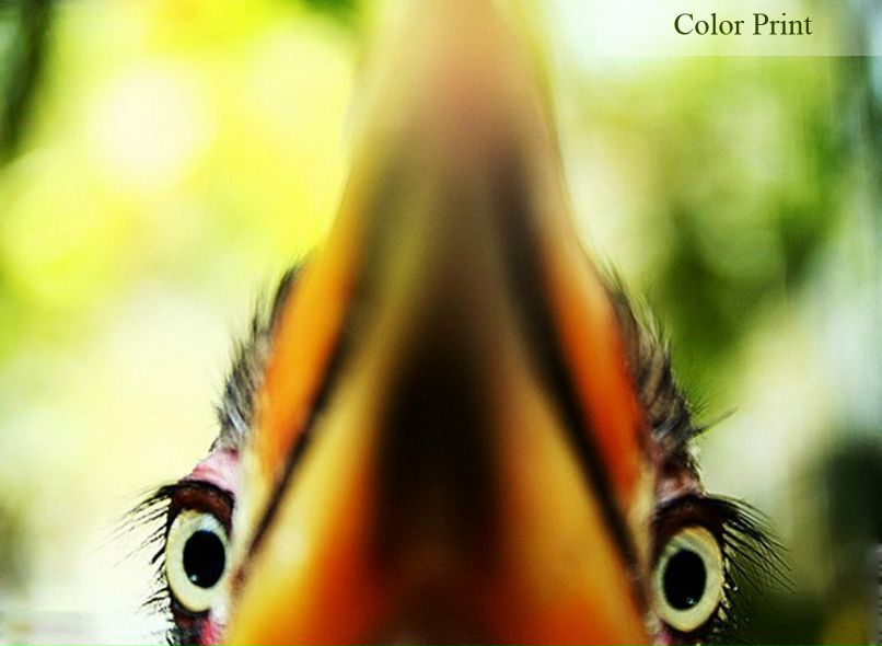 Color Print фотография #22