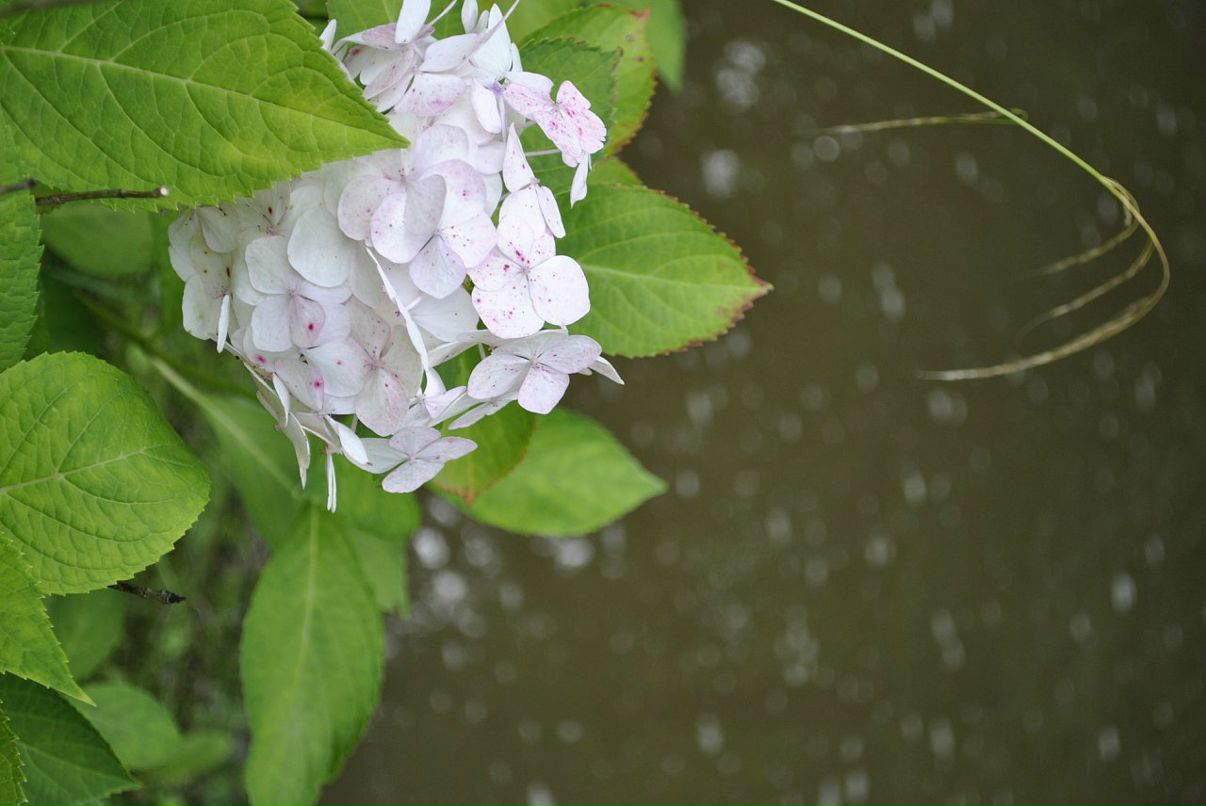 Lenka Bashirova фотография #32