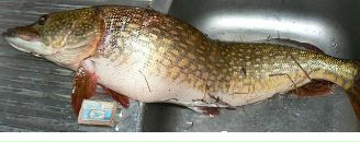 Фотография Овсянникова Игоря