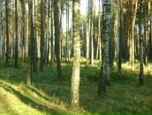 Віктор Шушвар фотография #49 (источник - https://vk.com/id71767309)