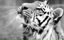 Фотография Pyscheva Katerina