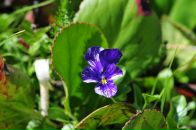 Nick N фотография #47 (источник - https://vk.com/id16209708)