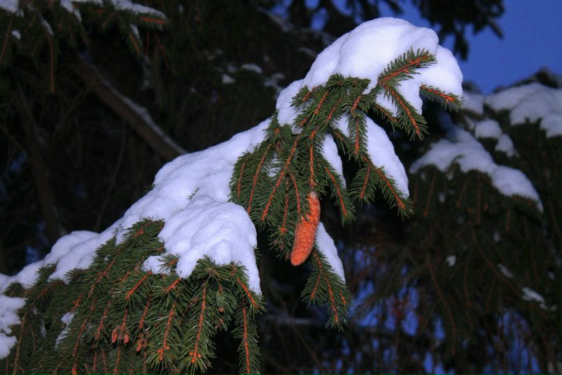 Дарья Базанова фотография #15