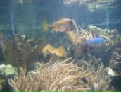 Ірина Сурженко фотография #38 (источник - https://vk.com/id6471667)