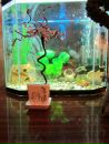 Αнна Κовалева фотография #16 (источник - https://vk.com/id169414689)