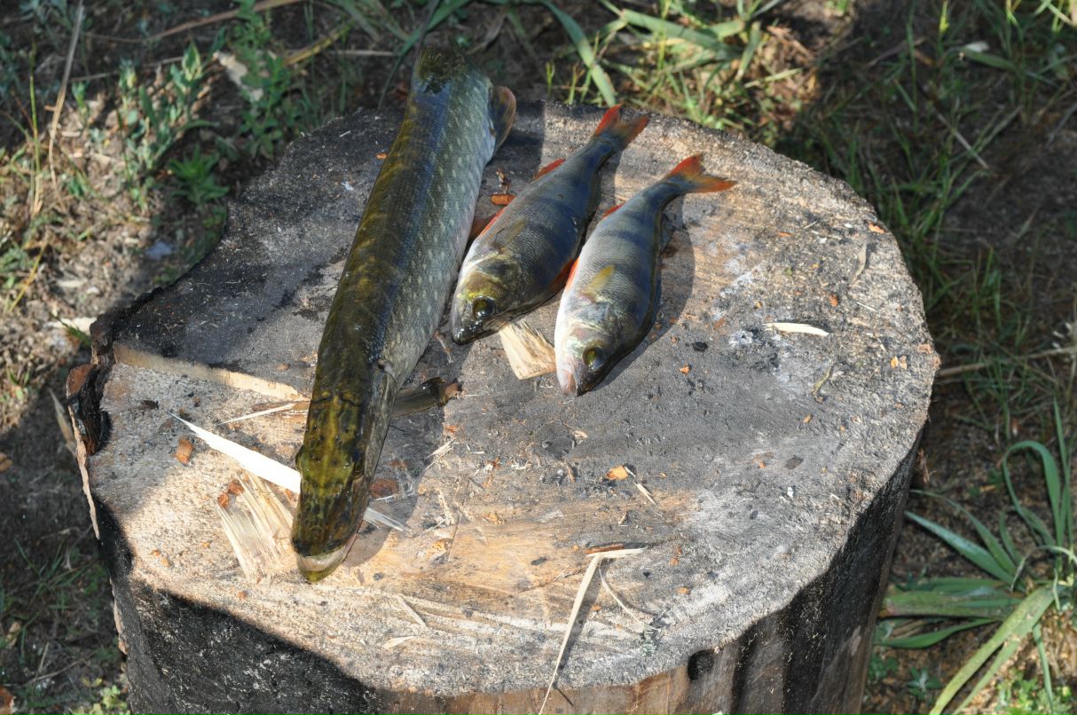 Сергей Синенко фотография #5