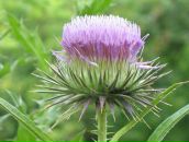 Фотография Горячевой Ирины