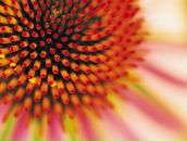 Фотография Радовой Анны