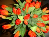 Фотография Широковой Надежды