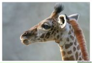 Фотография Дубовой Андрей