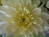 Фотография Никулиной Надежды