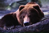 Фотография Альперовича Александра