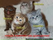 Олександр Улізько фотография #9 (источник - https://vk.com/id136093176)