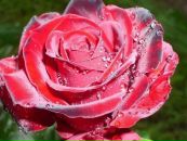 Фотография Левшиной Марины