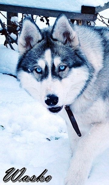 Васко Coca-Colla фотография #1